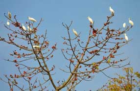 semul tree in gorumara