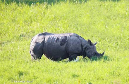 gorumara wildlife tour