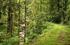 flora in gorumara