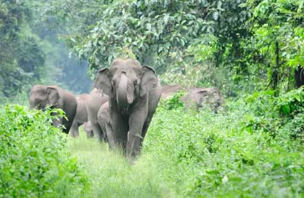 gorumara elephant tour