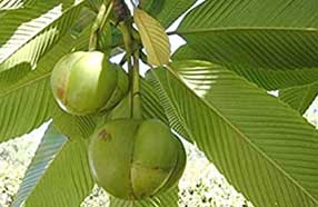 gorumara flora