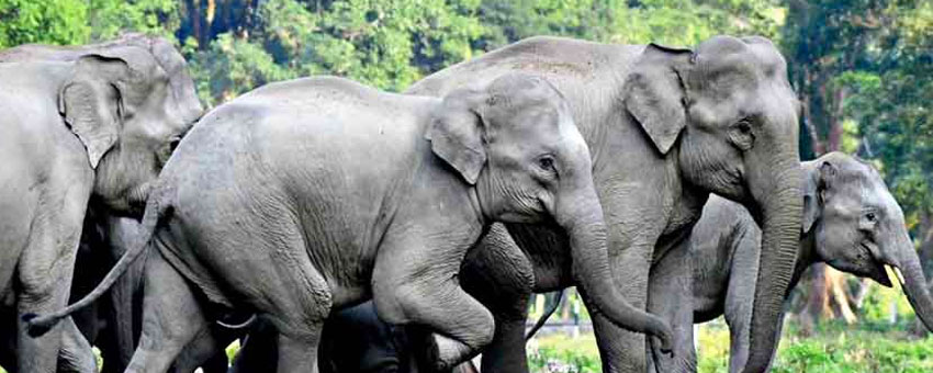 gorumara elephant safari