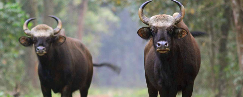 buffallo in gorumara