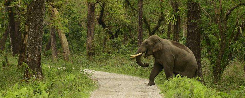 elephant in gorumara