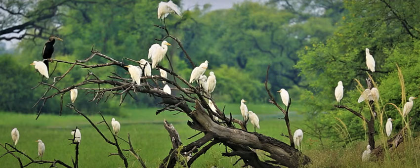 birds in gorumara