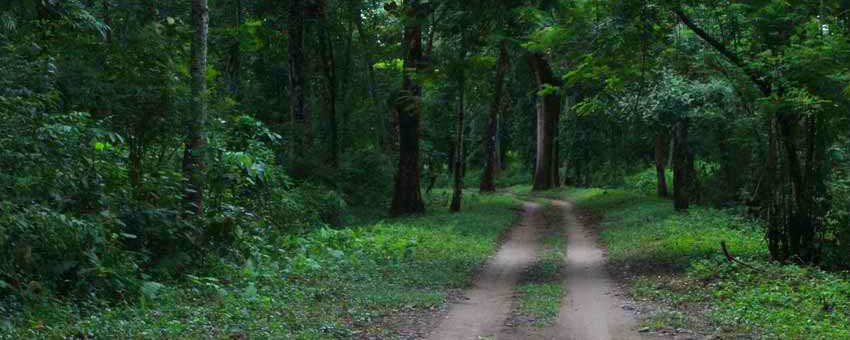 gorumara journey 