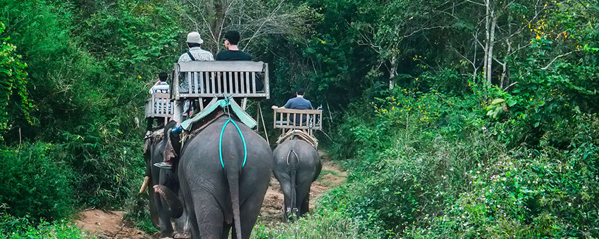 elephant safari