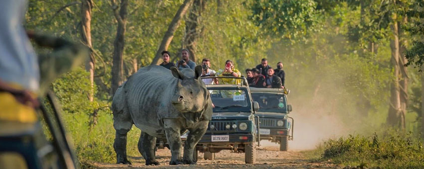 gorumara national park safari booking