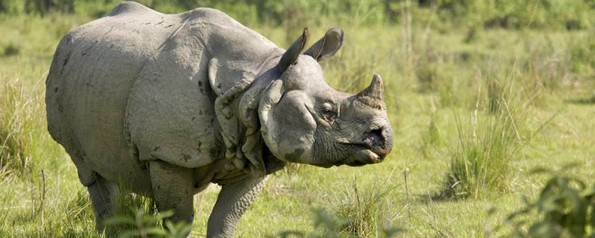 gorumara rhino tour