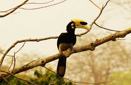 bird in gorumara