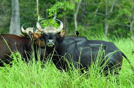 gorumara buffalo