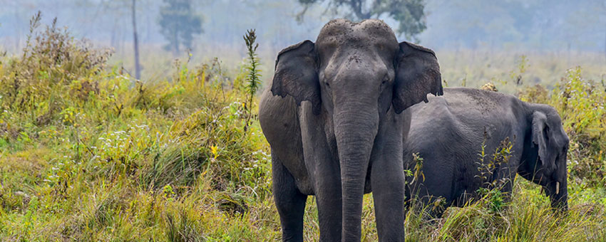 elephant view gorumara