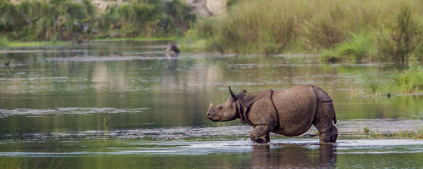 rahino tour gorumara